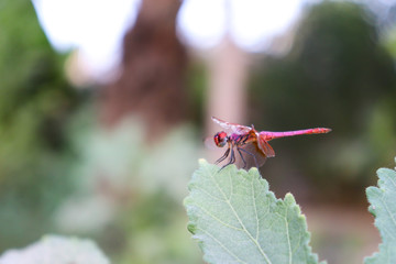 Red Dragonfly on green leaf of plant in garden small insect