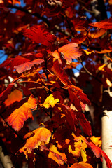 Leaves changing color at the start of the Fall