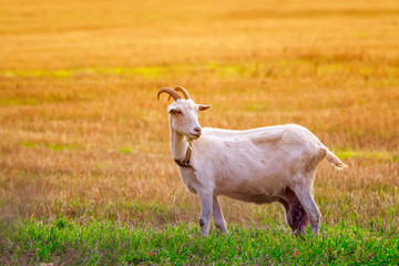 Obraz premium cute white goat stands on pasture on Sunny summer day with big milk udder and horns