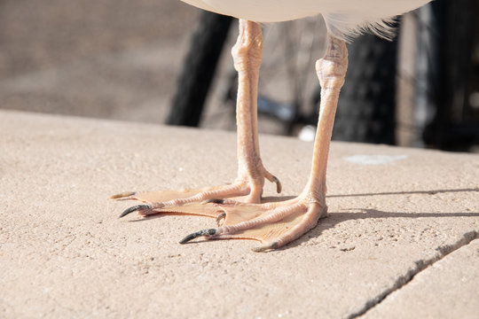 Foto de cerca de los pies de una gaviota