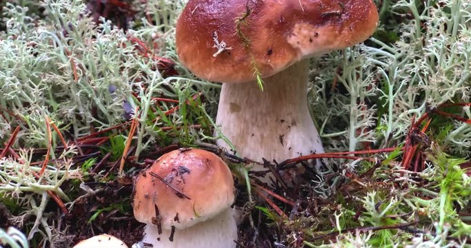 Beautiful penny bun or boletus edulis mushroom in the forest.