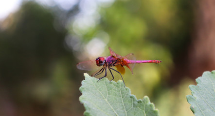 Dragonfly on green leaf of plant in garden small insect wallpaper background
