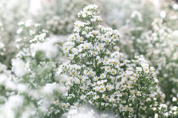 The concept of gypsophila flowers that decorate the bouquet for a wedding. White flowers are beautiful and add elegance as well. Selection of the focus of the beautiful white gypsy