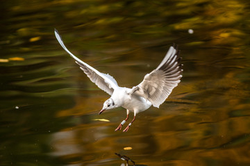 seagull