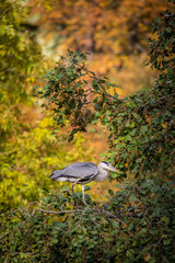 Gray Heron
