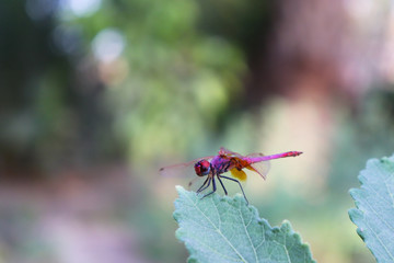 Red Dragonfly on green leaf of plant in garden small insect