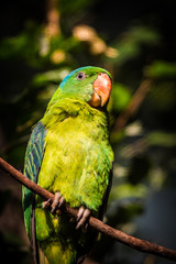 green bird