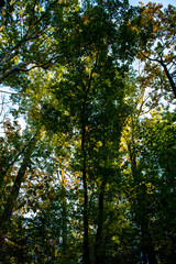 Leaves changing colors in the fall