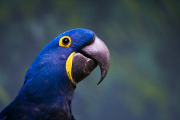 macaw