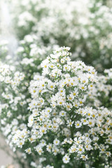 The concept of gypsophila flowers that decorate the bouquet for a wedding. White flowers are beautiful and add elegance as well. Selection of the focus of the beautiful white gypsy