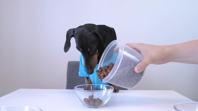 Owner Fed Cute Black And Tan Dachshund With Grains