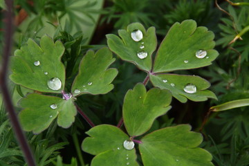 Blossom on a LEaf