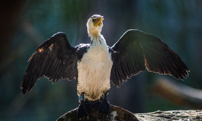 eagle in flight