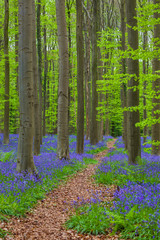 Famous forest Hallerbos in Brussels Belgium