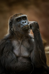 Naklejka premium portrait of gorilla
