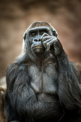 portrait of gorilla