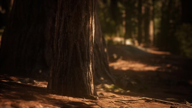 Early morning sunlight in the Sequoias of Mariposa Grove, Yosemite National Park, California, USA