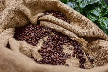 Open bag with coffee beans slices of green leaves. beautiful light, vigor of coffee beans, among...