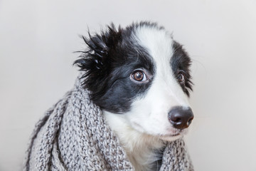 Funny studio portrait of cute smilling puppy dog border collie wearing warm clothes scarf around neck indoor. Winter or autumn portrait of new lovely member of family little dog at home