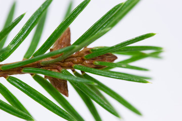Fir tree branch isolated on a white background
