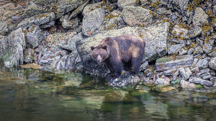 Grizzly Bear looking for mussels and crabs at a coastal area, Canada