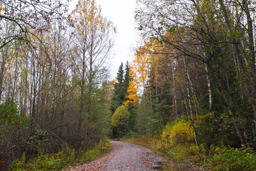 Dirt road in the forest in late autumn