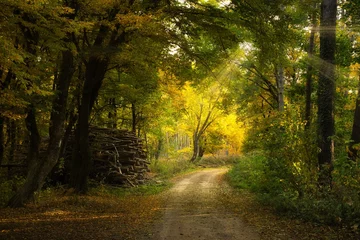 Foto op Plexiglas Wood stack in autumn forest near the dirt road © Creaturart