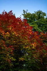 Naklejka premium Beautiful top of a tree changing colors