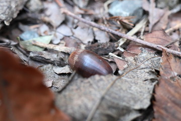 木の葉の中のドングリ