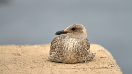 Primer plano de una gaviota posada en un puerto pesquero