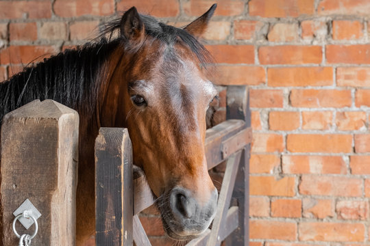 Retired racehorse seen within his brick built stable block, looking at the owner. A wooden gate prevents him from roaming free during feeding.