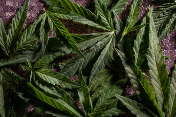 Composition of fresh marijuana plant and leaves