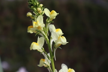 黄色のリナリア