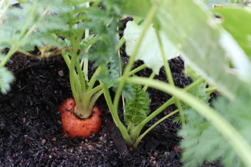 庭の人参