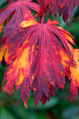 Japanese maple tree leaves with autumn fall colors closeup