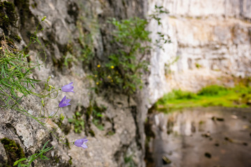 Close-up, shallow focus of wild blue flowers seen growing out the side of a limestone rock face. The background shows part of a waterfall.
