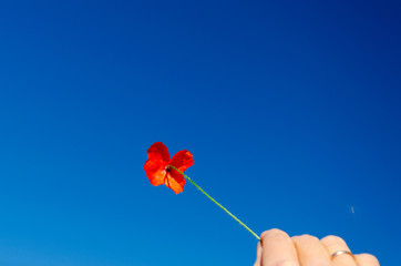 Wild red poppy flower on blue sky background in a female hand on a sunny day. Close-up. Copy space