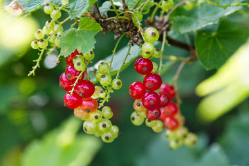 Red currant berries growing in a tree