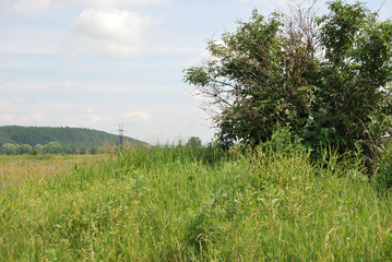 tree in the field