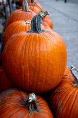 Pumpkins in the Fall season