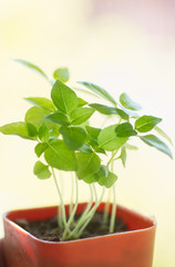 Pot of seedling of sweet basil
