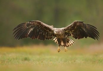 White tailed eagle (Haliaeetus albicilla) in autumn scenery