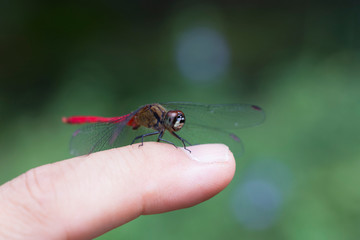 手乗りのマユタテアカネ雄