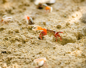 Uca vocans, Fiddler Crab walking in mangrove forest at Phuket beach, Thailand
