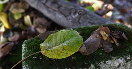 Autumn fallen walnut leaf in moss
