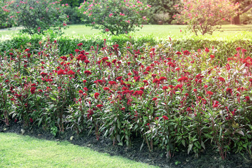 Chinese Wool Flower In the garden,Celosia argentea L.Cockscomb