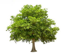 Green Tree Isolated on White background