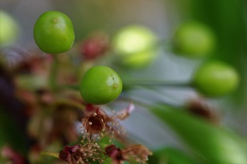 Cherry growing in a green state