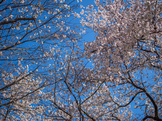 Abstract nature background. Sakura flower blooming with blue sky in cherry blossom season.