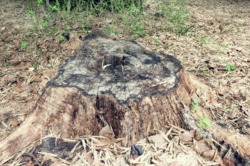closeup stump in the forest